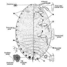   Dysmicoccus mackenziei  
 Illustration by McKenzie 